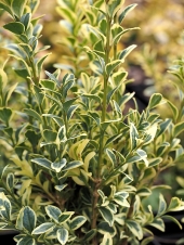 Buxus sempervirens 'Variegata' 